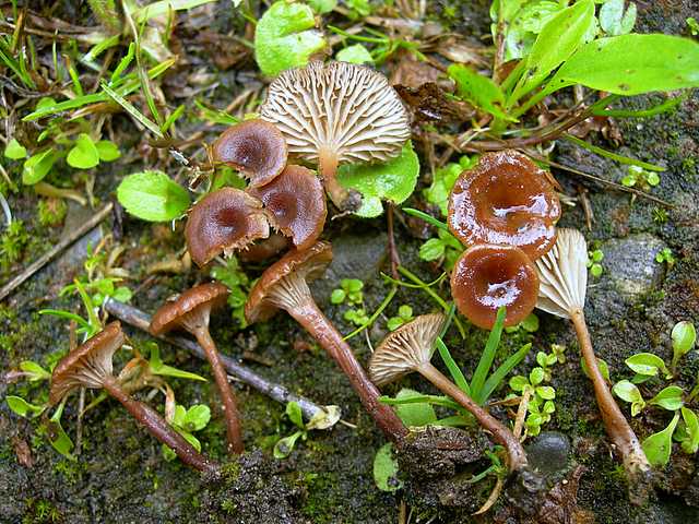 2005 :  Un anno di funghi